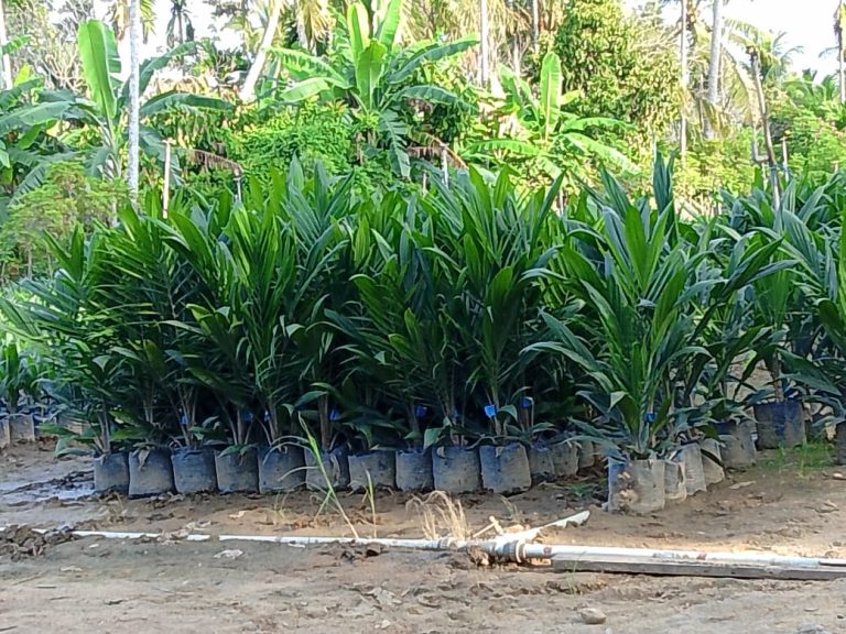 Dugaan Penyimpangan Bantuan Sawit Rp60 Juta/Hektare Petani Hanya Terima 1 Karung Pupuk; Warga Desak Aparat Jangan Tutup Mata